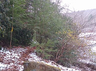 Baker Trail