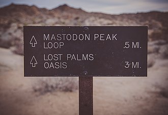 Lost Palms Oasis Trail