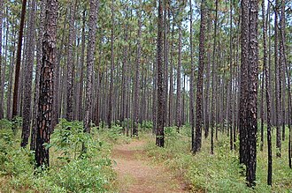Palmetto Trail