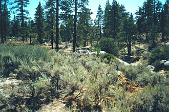 Silver Moccasin Trail (NRT)